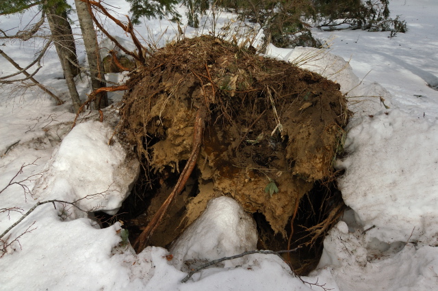 bear�f���@hole