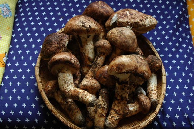 matsutake