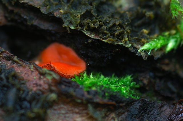 aragekobenichawantake