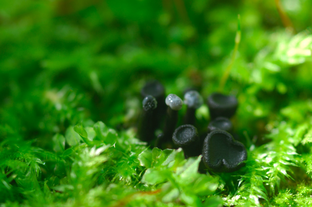 nagaminokurosaratake