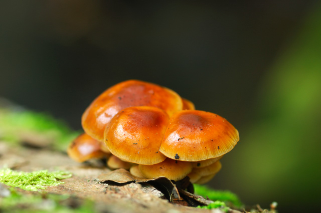 enokitake