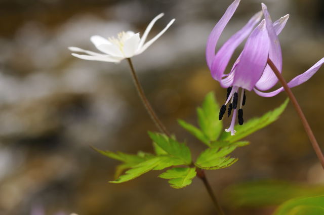 katakuri,kikuzakiichige