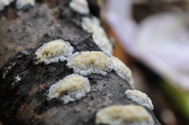 hipokureapuseudosutoraminea