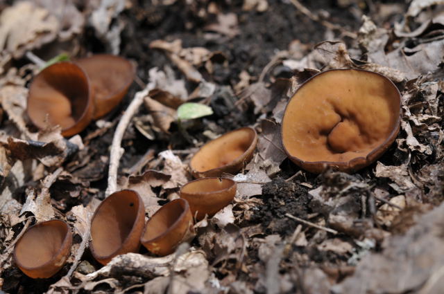 anemonetamachawantake