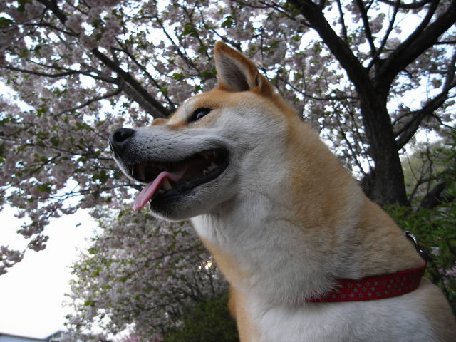shibainu hanasan