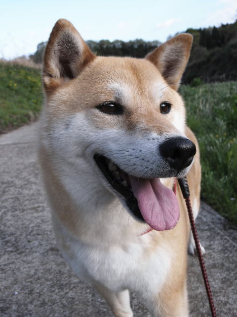 shibainu hanasan