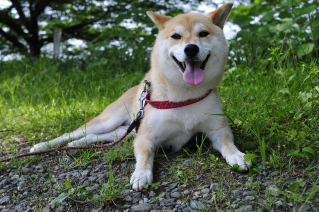 shibainu hanasan