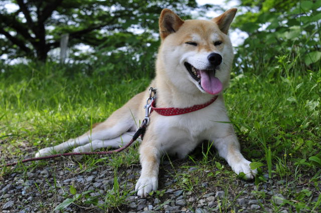 shibainu hanasan
