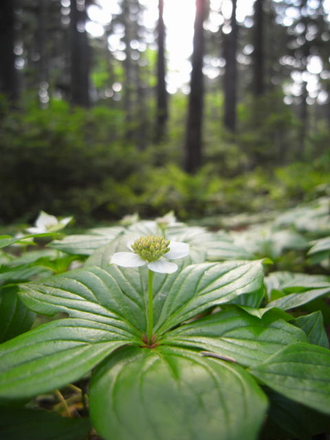monkagero,gozentachibana