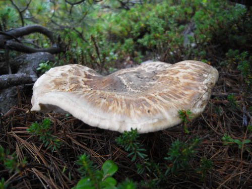 matsutake