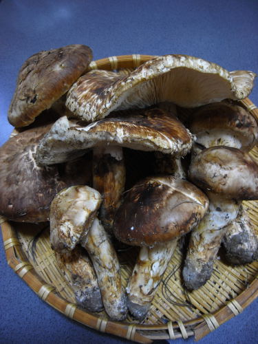 matsutake