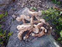 matsutake