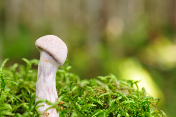 ohusumurasakifusentake