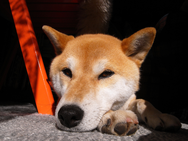 shibainuhanasan