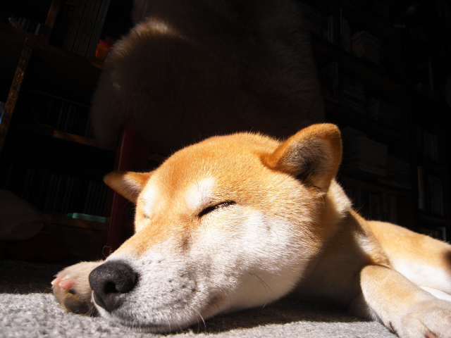 shibainu hanasan