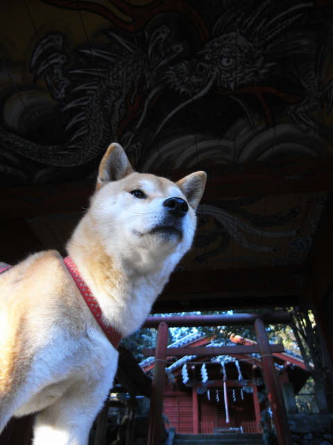 shibainu hanasan