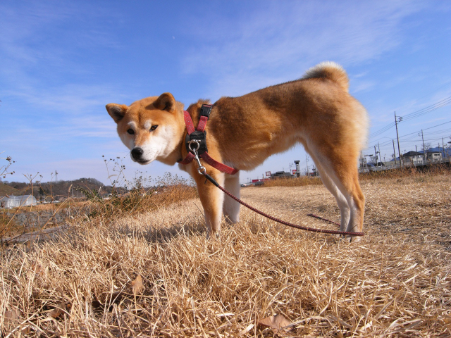 shibainu hanasan