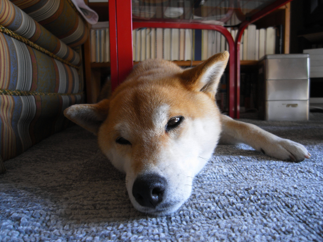 shibainu hanasan