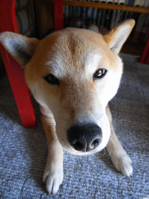shibainu hanasan