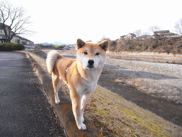 shibainu hanasan