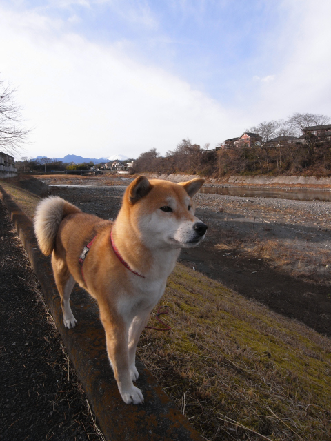 shibainu hanasan