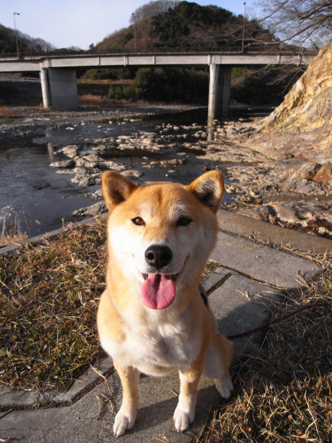 shibainu hanasan