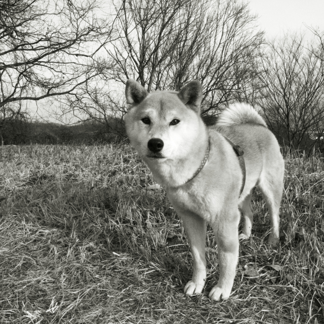 shibainu hanasan