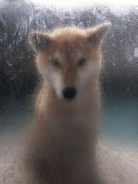 shibainu hanasan