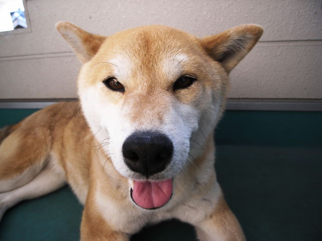shibainu hanasan