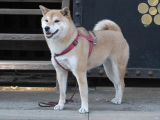 shibainu hanasan