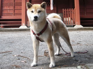 shibainu hanasan