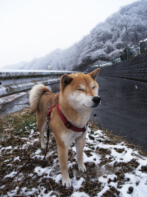 shibainu hanasan
