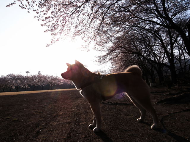 shibainu hanasan