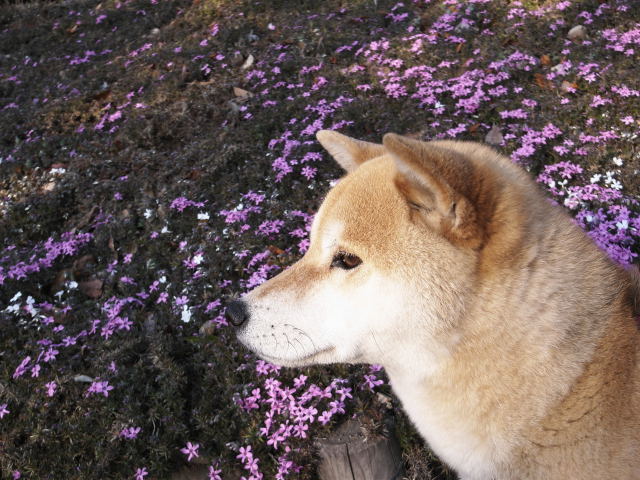 shibainu hanasan