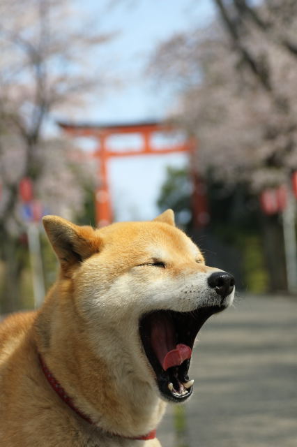 shibainu hanasan
