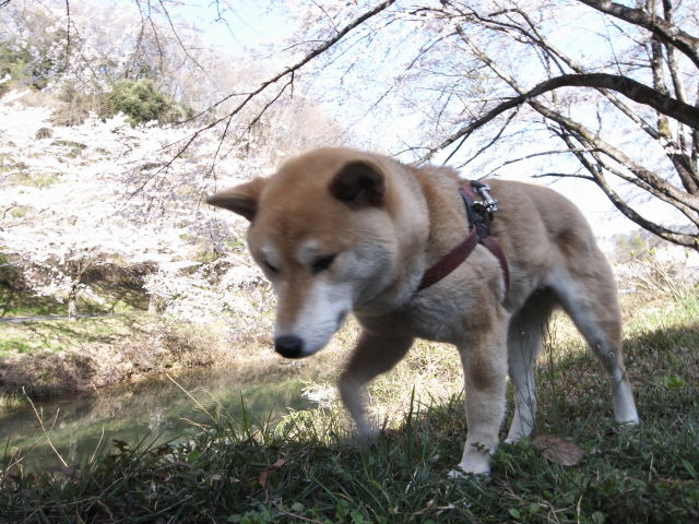 shibainu hanasan