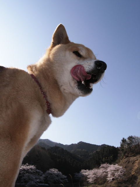 shibainu hanasan