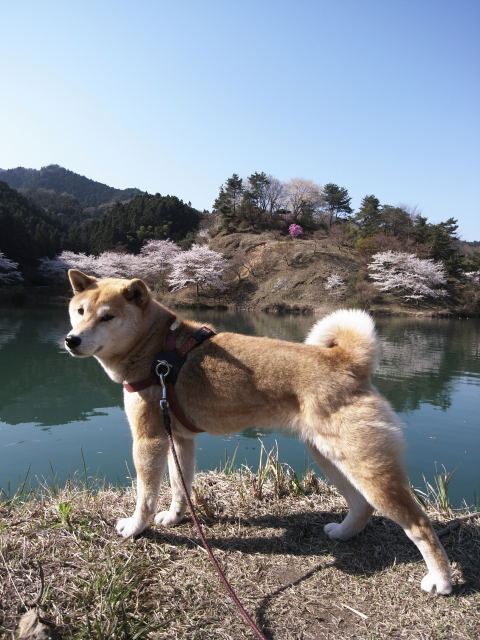shibainu hanasan