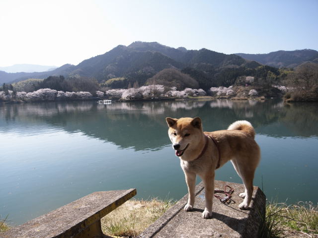 shibainu hanasan
