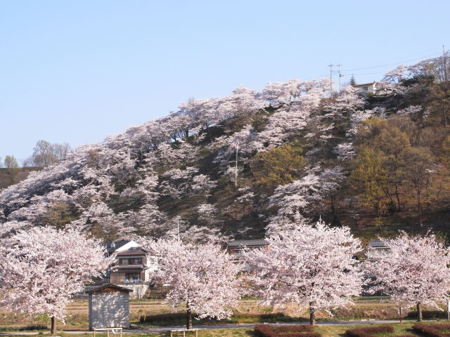 sakura