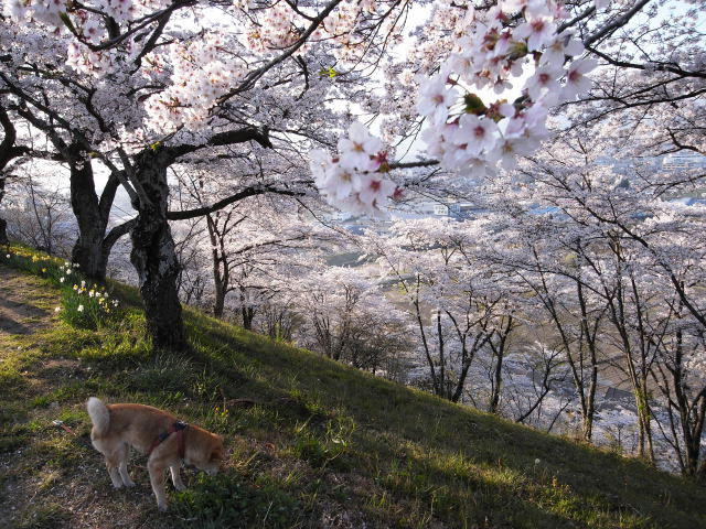 shibainu hanasan