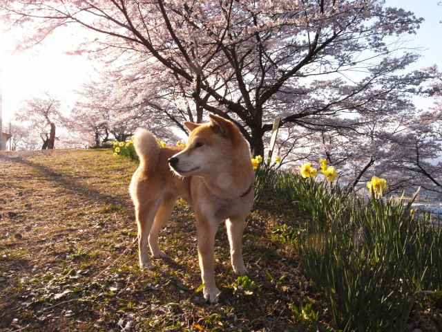 shibainu hanasan