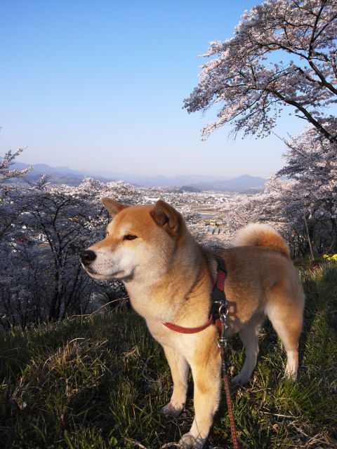 shibainu hanasan