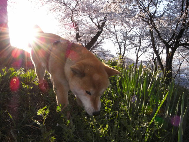 shibainu hanasan