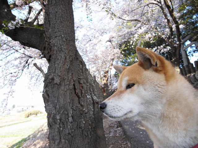 shibainu hanasan