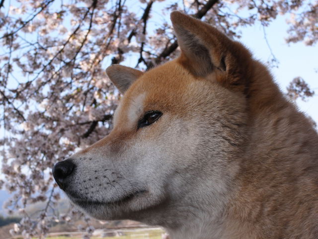 shibainu hanasan