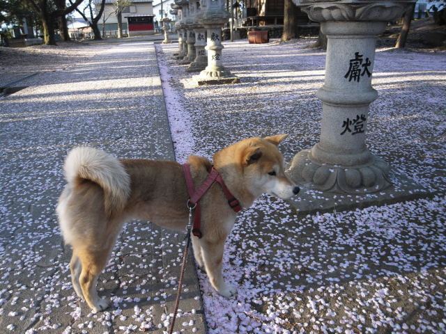 shibainu hanasan