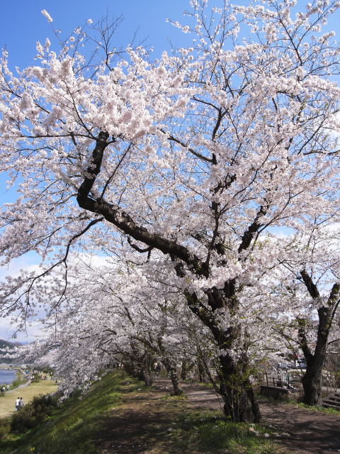 kakunodate sakura