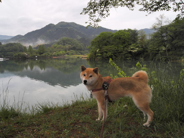 shibainmu hanasan