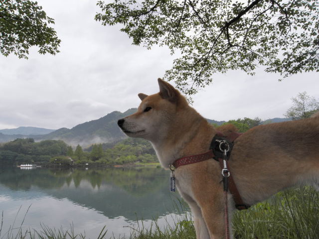 shibainmu hanasan
